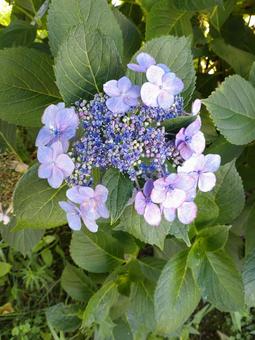 Hydrangea / Purple / Blooming / Part 3, JPG Hydrangea / Purple / Blooming / Part 3, JPG