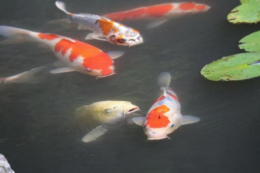 たくさんの錦鯉のいる池 たくさんの錦鯉のいる池の写真