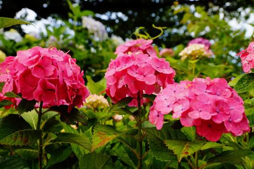 アジサイの花 アジサイの花の写真