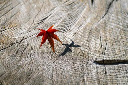 切り株の上の落葉　もみじ 切り株,もみじ,紅葉の写真素材
