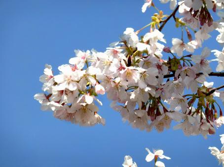 郊外の緑地で咲き始めた桜の花 郊外の緑地で咲き始めた桜の花 桜,桜の木,桜の花の写真素材