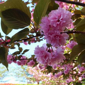 可愛らしい八重桜を接写。 可愛らしい八重桜を接写。 八重桜,春,桜の写真素材