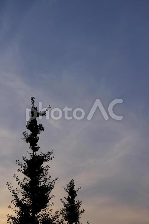 朝焼けの空とイチョウの木 朝焼け,早朝,朝の写真素材