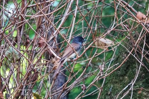若サンコウチョウの写真