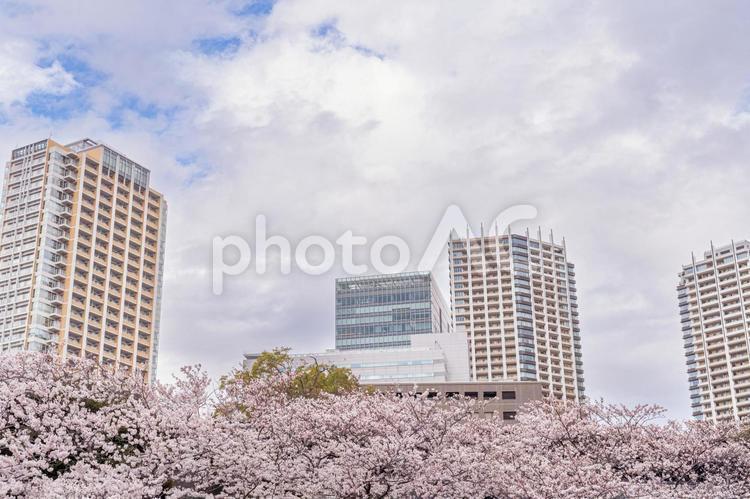 桜が咲く都会 桜,さくら,花びらの写真素材