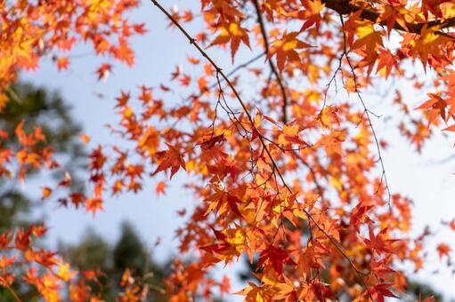 紅葉の美しさ 紅葉,秋,秋の景色の写真素材
