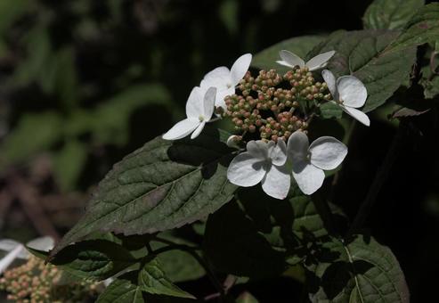白い紫陽花 白い紫陽花の写真