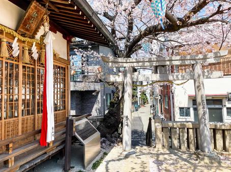 大阪の生野八坂神社の桜 景色,風景,桜の写真素材
