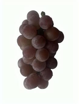 Photo, king de la, delaware, grape, 