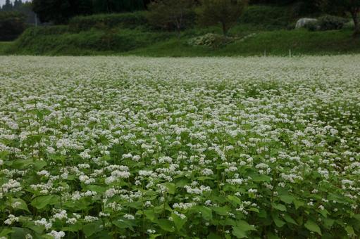 Buckwheat flower-2, JPG Buckwheat flower-2, JPG