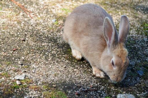 大久野島　野ウサギ695 うさぎ,ウサギ,動物の写真素材