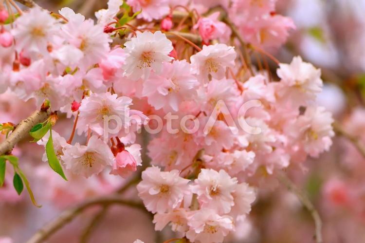 満開の美しい枝垂桜 植物,花,桜の写真素材