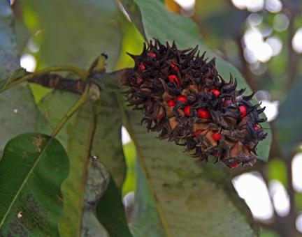 ホオノキの写真