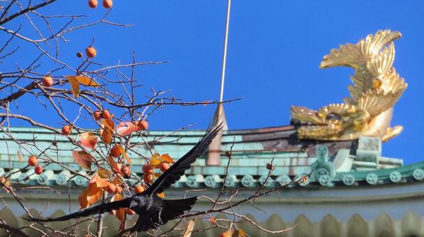 名古屋城　金鯱前で柿を食い逃げするカラス 名古屋城,尾張徳川家,御三家の写真素材