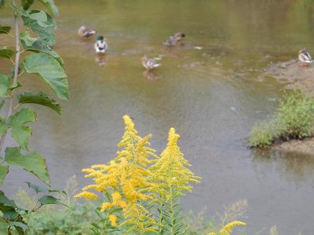 【花の写真】セイタカアワダチソウ セイタカアワダチソウ,背高泡立草,黄色の写真素材