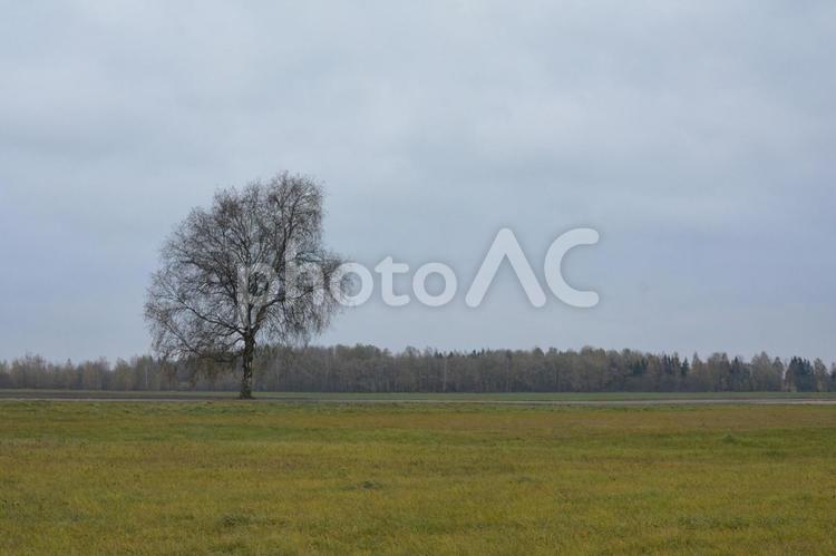 リトアニア・シャウレイの道端の木 木,田舎,十字架の丘の写真素材