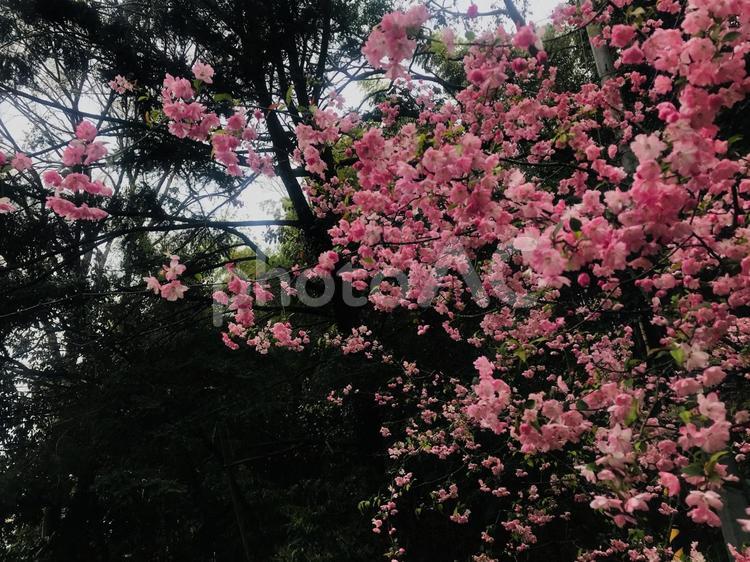 満開の桃の木 花,枝,春の写真素材
