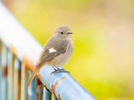 柵にとまるジョウビタキのメス 柵にとまるジョウビタキのメスの写真
