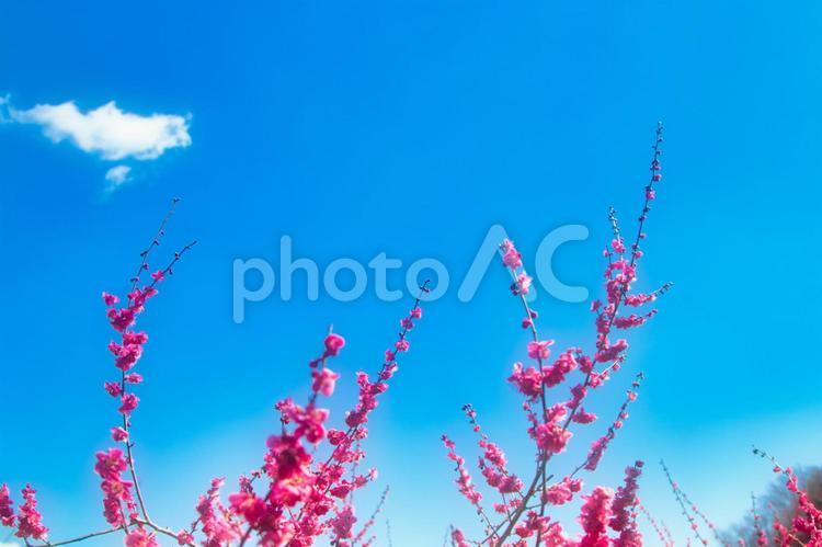 青空と紅梅 梅,紅梅,花の写真素材
