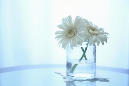 白いガーベラ ガーベラ,背景素材,テーブルフォトの写真素材