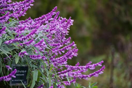 紫色の花を咲かせた植物を撮影した写真 花,果樹の花,屋外の写真素材