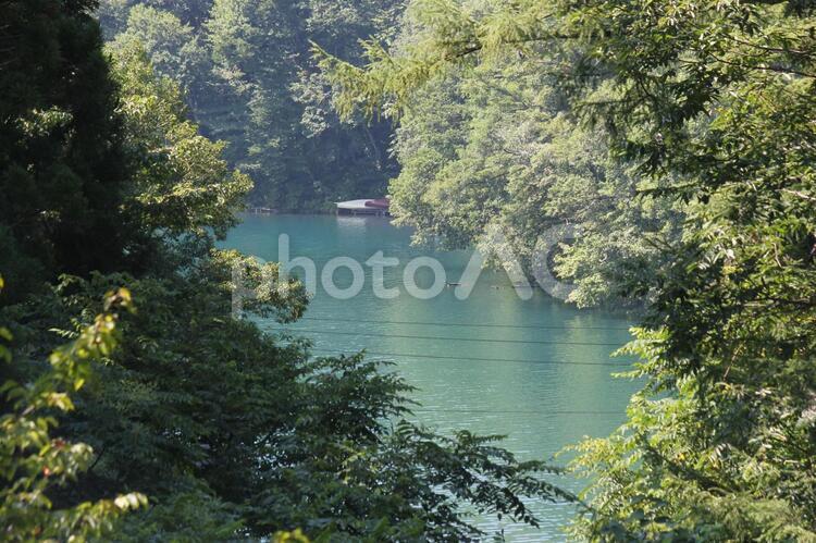 綺麗な森の中の池 森,池,森林の写真素材