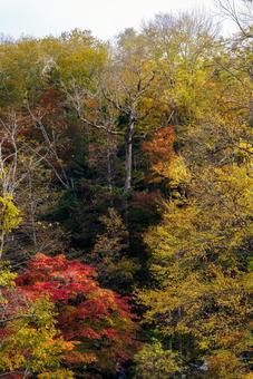 滝見橋の紅葉 滝見橋の紅葉 滝見橋の紅葉,紅葉,阿寒湖の写真素材
