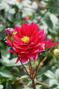 宝塚ダリア園　秋　ダリア787　榛原の里 宝塚市,宝塚ダリア園,ダリアの写真素材