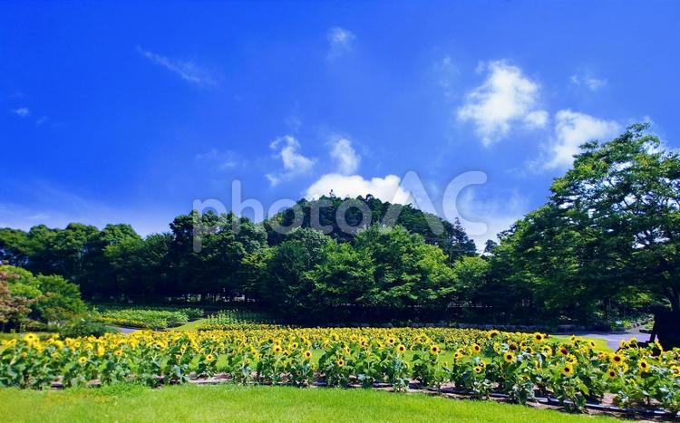 夏の風景/向日葵の小径・緑の木々・青空 夏の風景,ひまわり,緑の木の写真素材