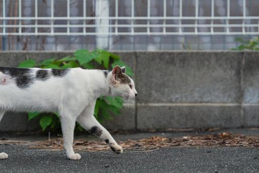 一点を見つめて歩く牛柄猫 一点を見つめて歩く牛柄猫 牛柄猫,cawcat,ハチワレ猫の写真素材