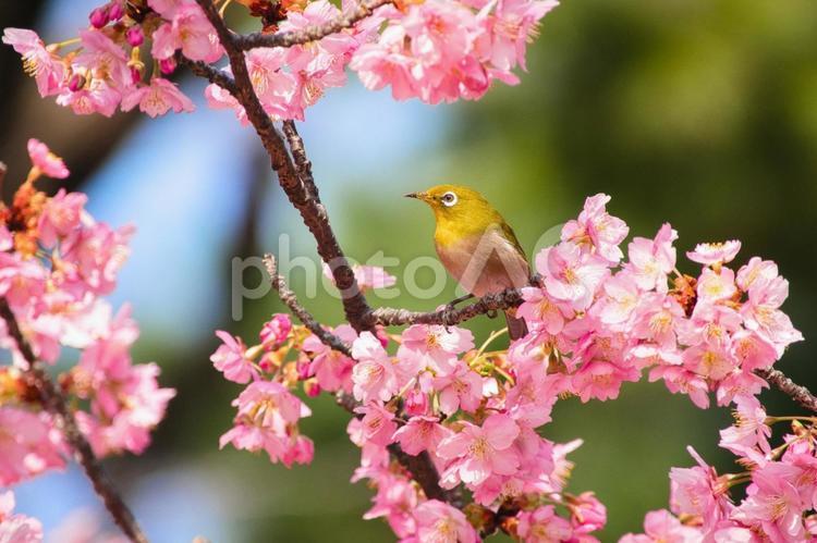 満開の河津桜とメジロ　２ 桜,河津桜,春の写真素材
