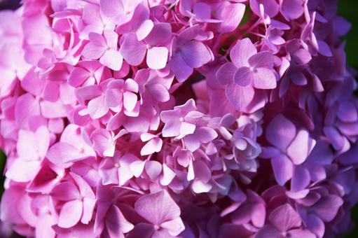 紫陽花 紫陽花,花,花びらの写真素材