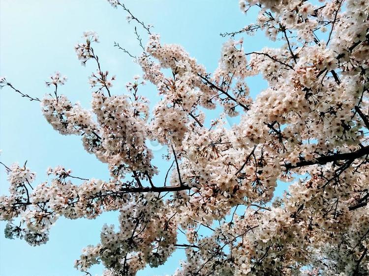 桜65　精神の美　cherryblossoms 桜,サクラ,さくらの写真素材