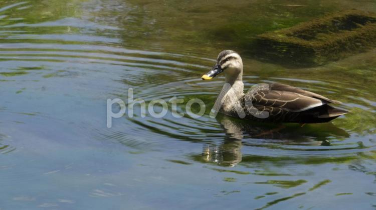 池で泳ぐ一羽のカルガモ② カルガモ,カモ,鳥の写真素材