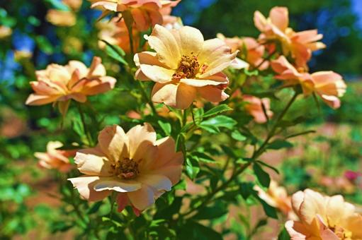 オレンジのバラ オレンジのバラの写真