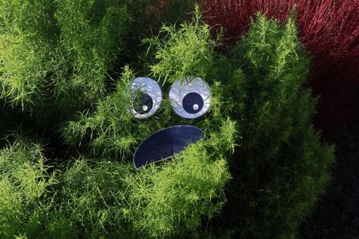 コキア コキア,ホウキギ,箒木の写真素材