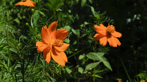 【花の写真】キバナコスモス 【花の写真】キバナコスモスの写真