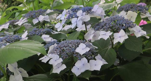 紫陽花の世界 紫陽花の世界の写真