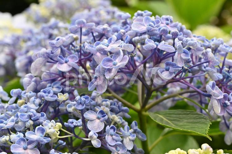 紫色の小さく可愛らしい花をつけるアジサイ あじさい,自然,アジサイの写真素材