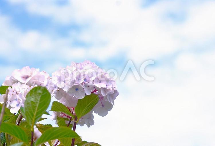 雨季のアジサイ② 梅雨,紫陽花,花の写真素材