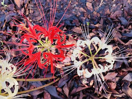 花のクローズアップ 花のクローズアップの写真