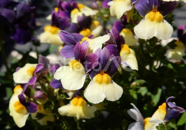 【花の写真】ネメシア ネメシア,花,植物の写真素材