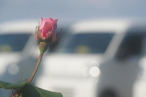 rose, JPG