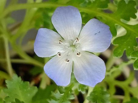 Nemophila, JPG