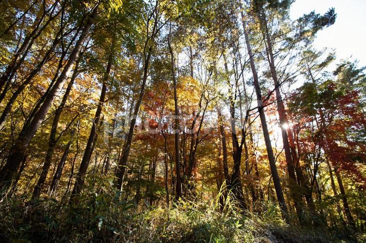 色づき始めた森の木々と秋の優しい光 秋,紅葉,森の写真素材