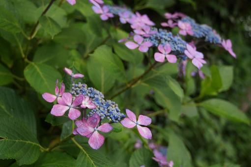 紫陽花 紫陽花の写真