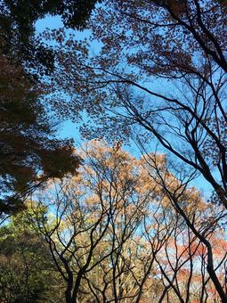 済んだ秋空と紅葉 済んだ秋空と紅葉の写真