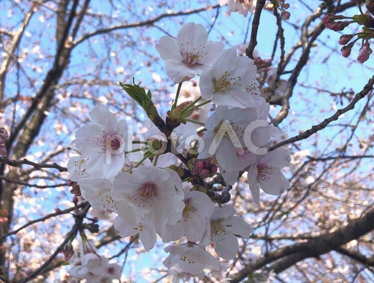 桜　ソメイヨシノ 桜,さくら,サクラの写真素材
