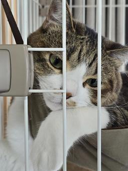 A cat relaxing in a hammock in a cage, JPG A cat relaxing in a hammock in a cage, JPG