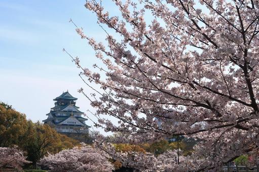 大阪城 桜 青空 サクラ 染井吉野 大阪城 桜 青空 サクラ 染井吉野の写真